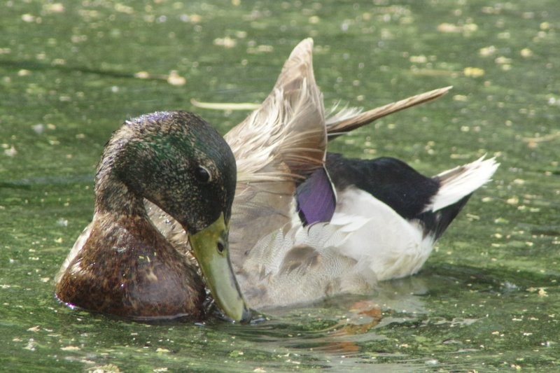 Mallard/Mexican Duck - Pat Goltz