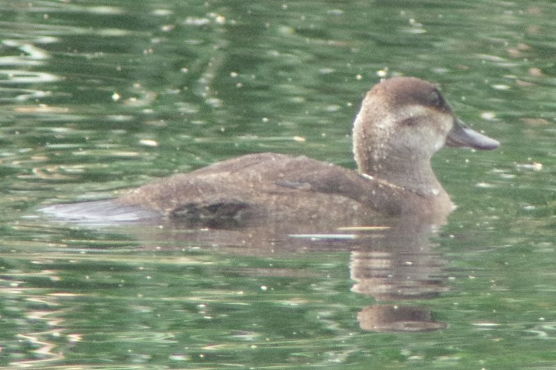 Ruddy Duck - ML28864701