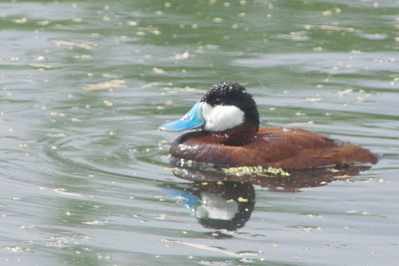 Ruddy Duck - ML28864711