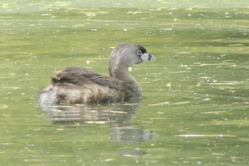 Pied-billed Grebe - ML28864721