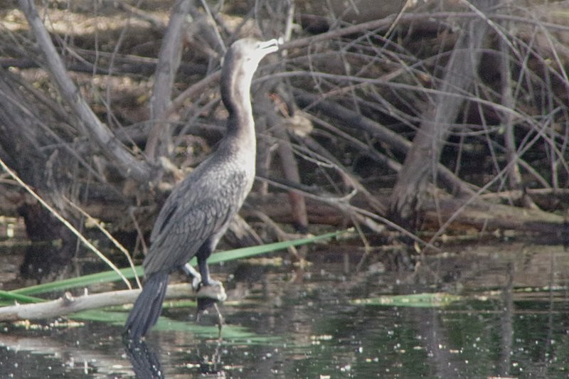 Double-crested Cormorant - ML28864731