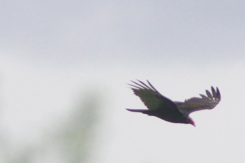 Turkey Vulture - ML28864751