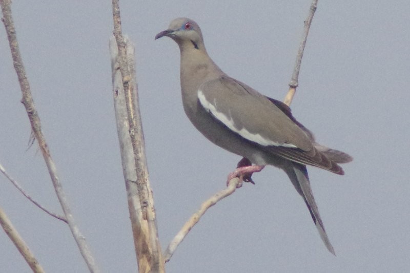 White-winged Dove - ML28864771