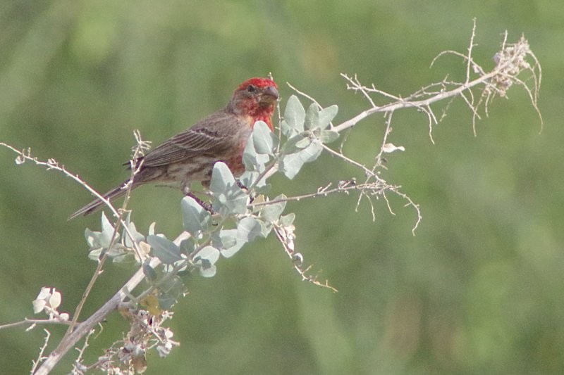 House Finch - ML28864851