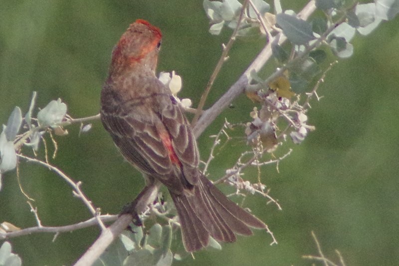 House Finch - ML28864881