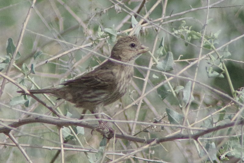 House Finch - ML28864891