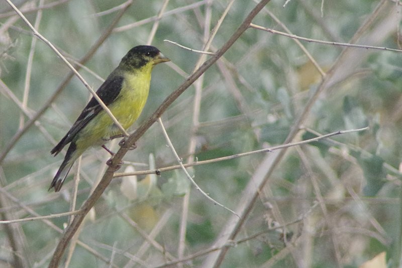 Lesser Goldfinch - ML28864901