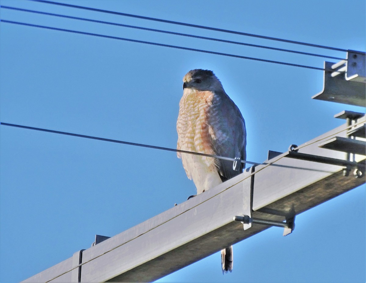 Cooper's Hawk - ML288649031