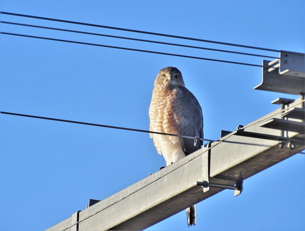 Cooper's Hawk - ML288649041