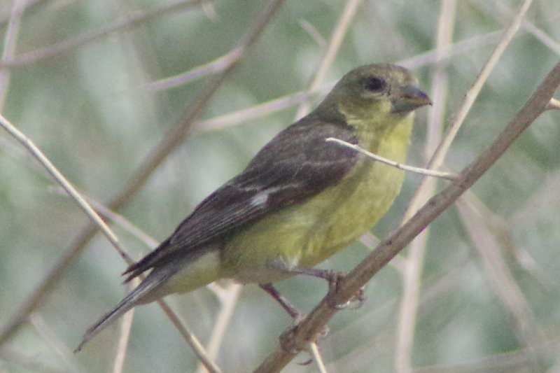 Lesser Goldfinch - ML28864921