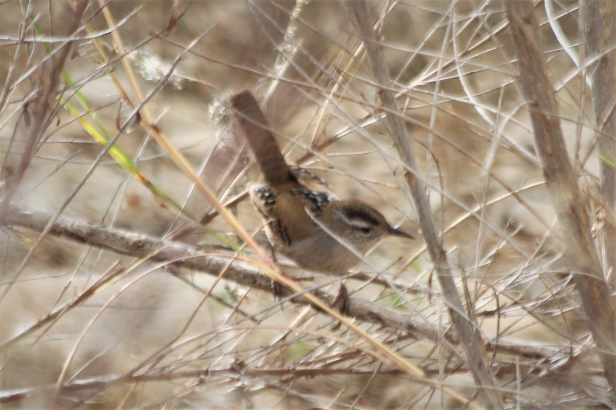 Marsh Wren - ML288649371