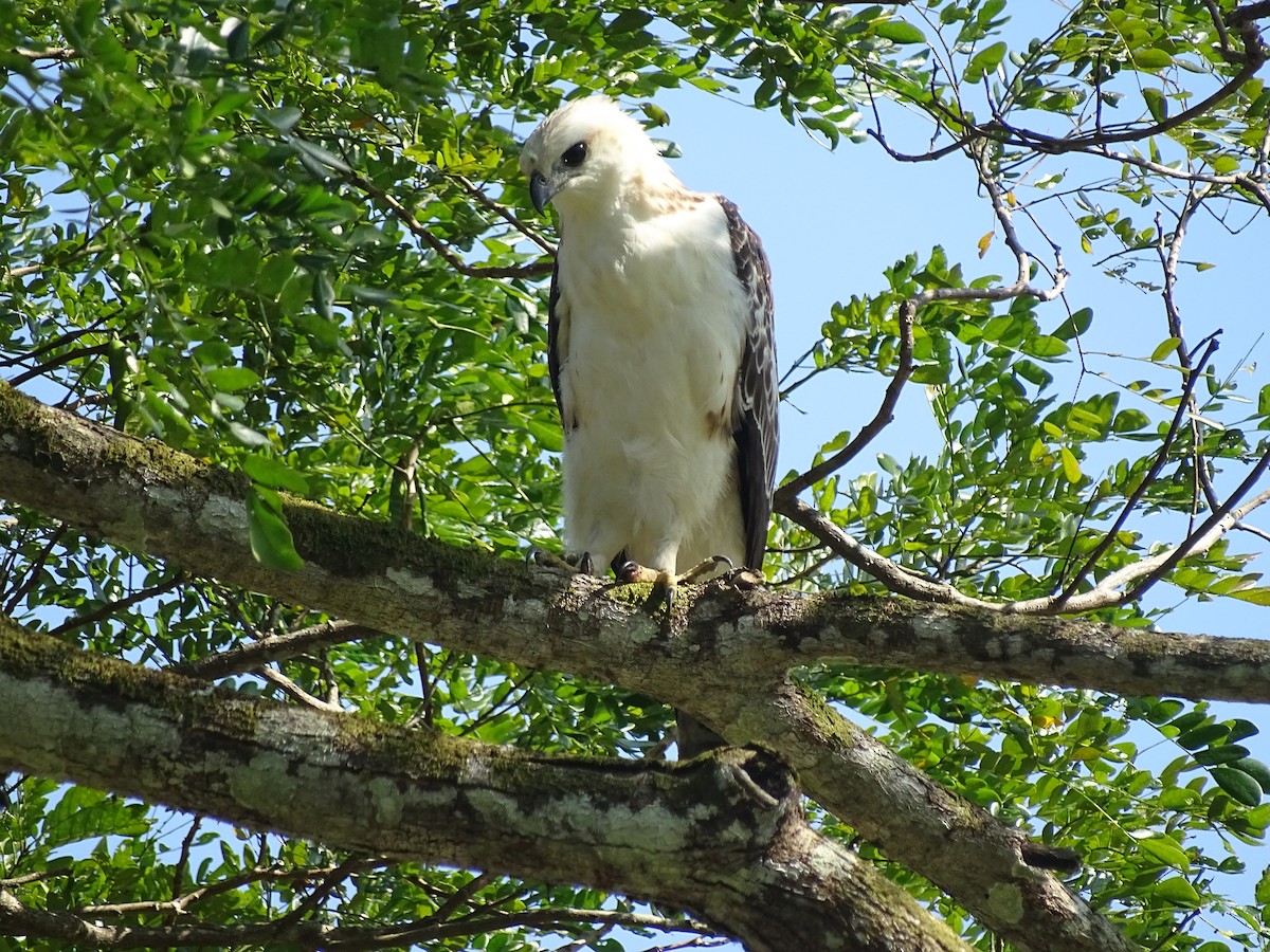 Changeable Hawk-Eagle (Changeable) - ML288650211