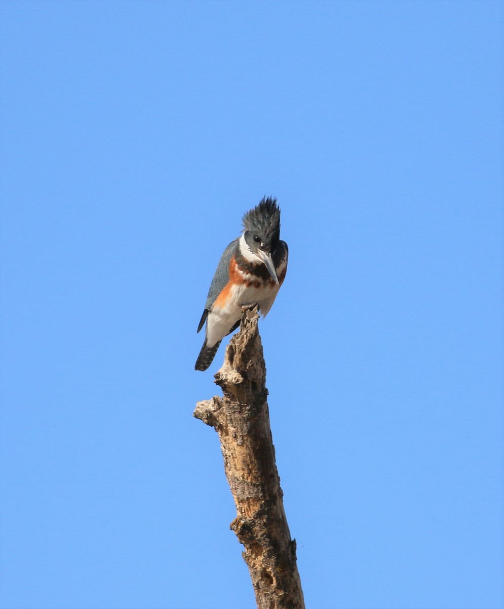 Belted Kingfisher - ML288650581