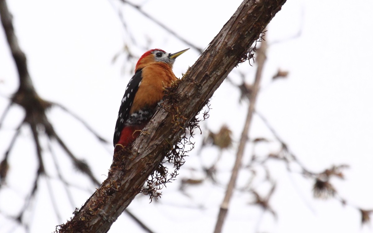 Rufous-bellied Woodpecker - Eero Rasi