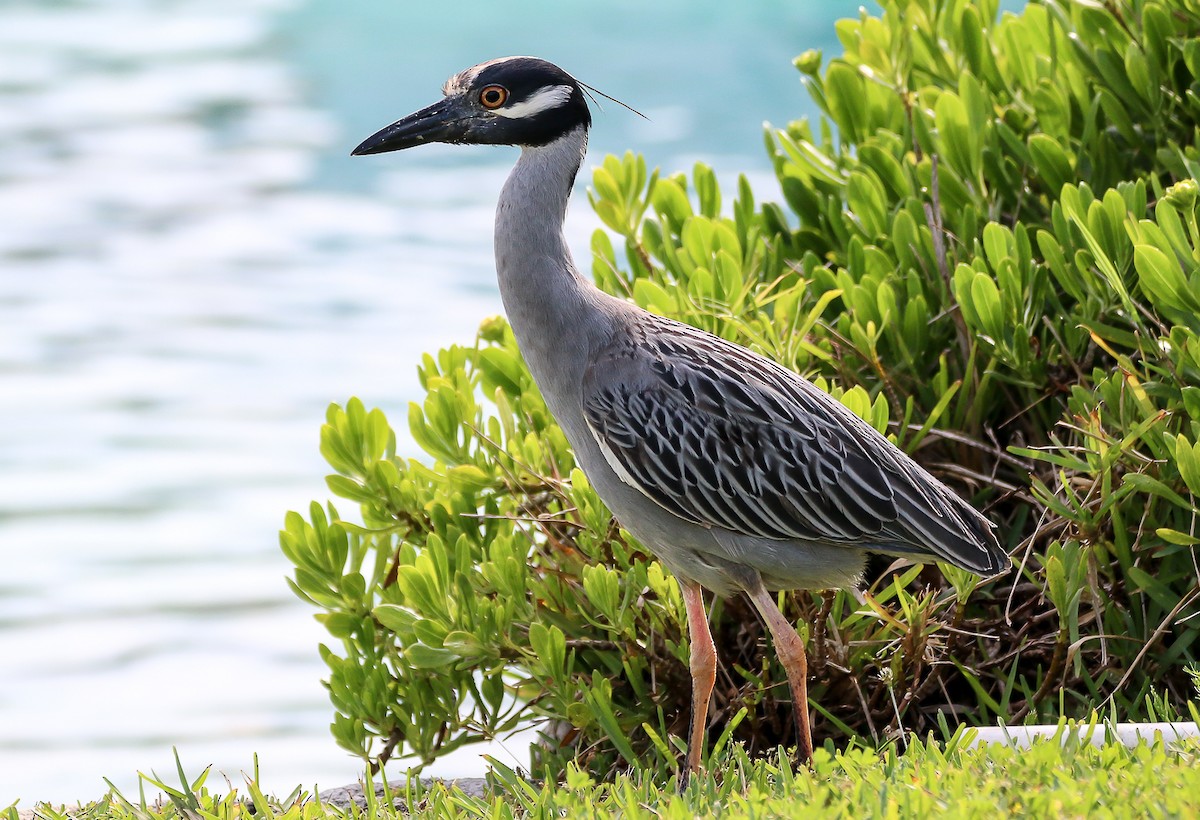 kvakoš žlutočelý - ML28865341