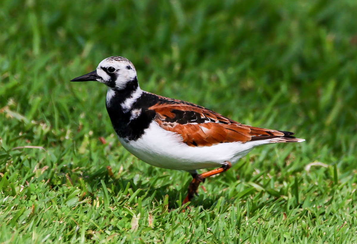Ruddy Turnstone - ML28865351
