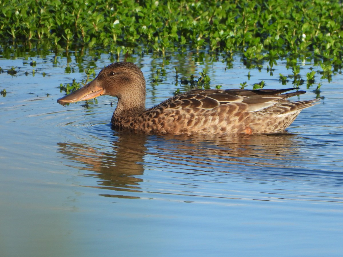 Northern Shoveler - Kellen Apuna