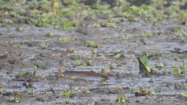 Eastern Yellow Wagtail (Green-headed) - ML288654821