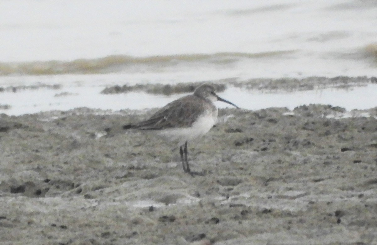 Curlew Sandpiper - Sannidhya De