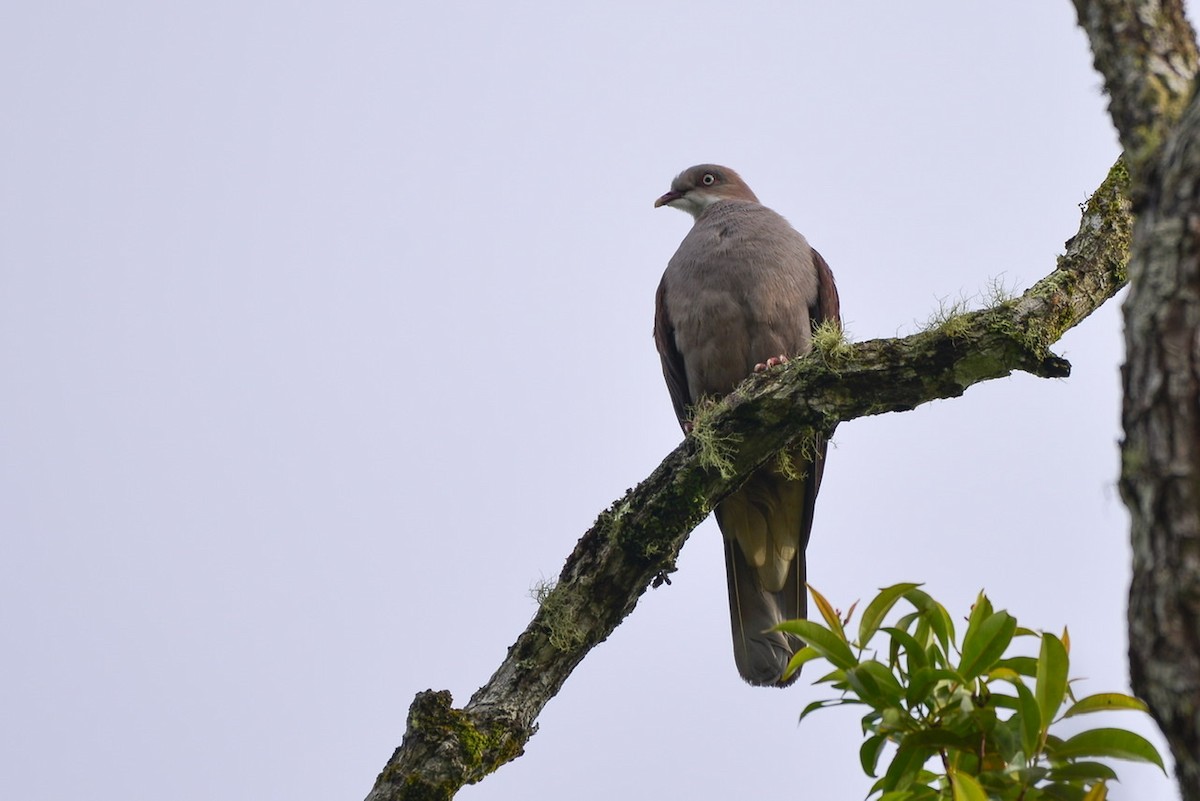 Mountain Imperial-Pigeon - Harn Sheng Khor