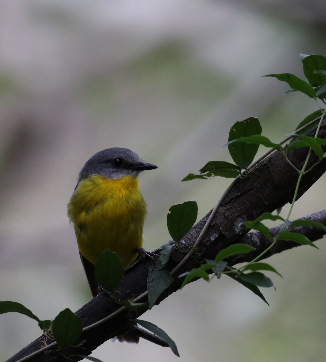 Eastern Yellow Robin - Tim Peisker