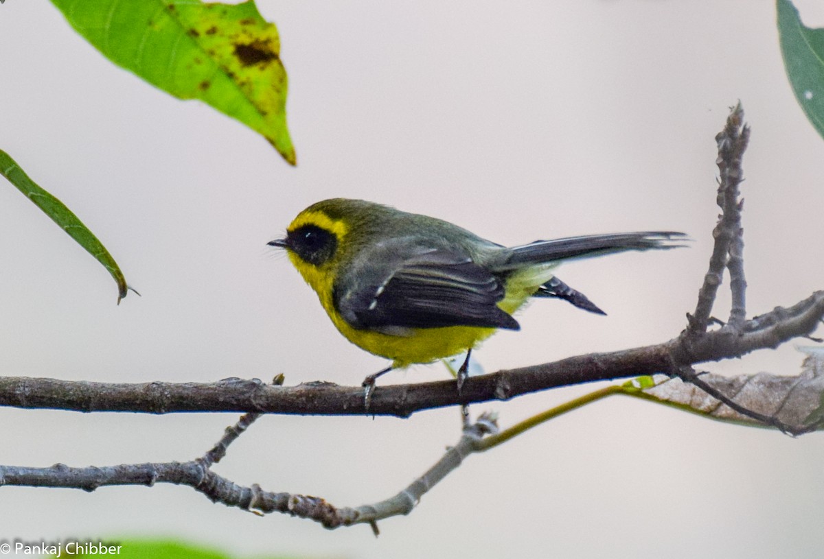 Yellow-bellied Fairy-Fantail - Dr. Pankaj Chibber