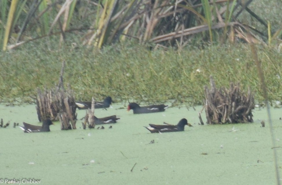 Gallinule poule-d'eau - ML288659241