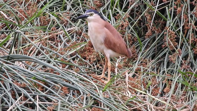 Nankeen Night Heron - ML288660271