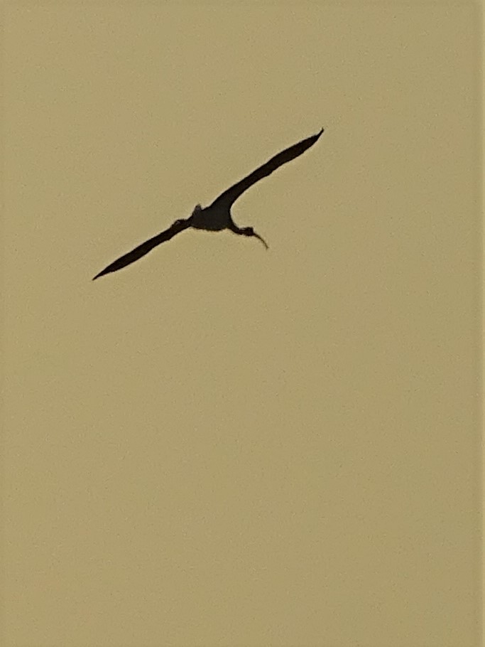 ibis slámokrký - ML288661031