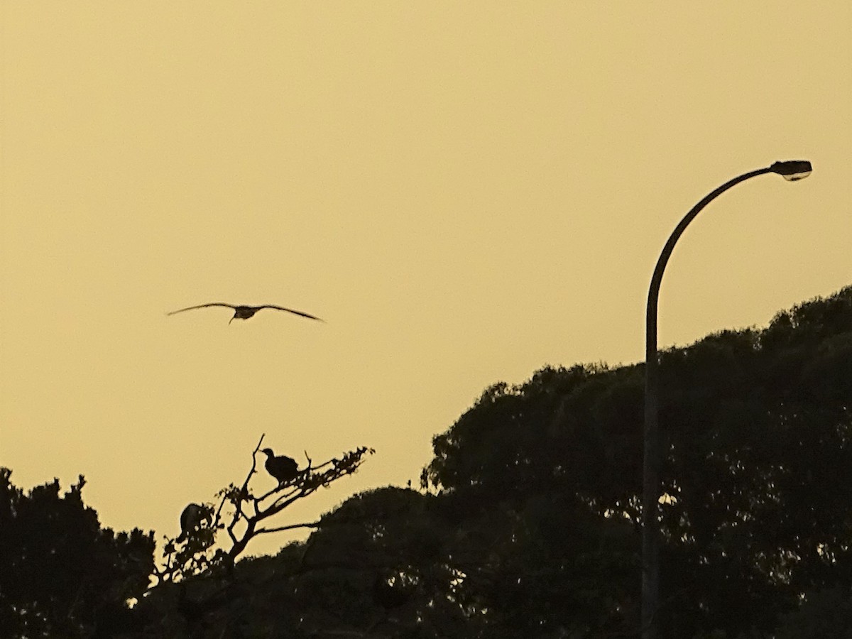 ibis slámokrký - ML288661041