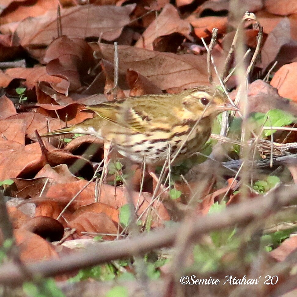 Olive-backed Pipit - ML288661651