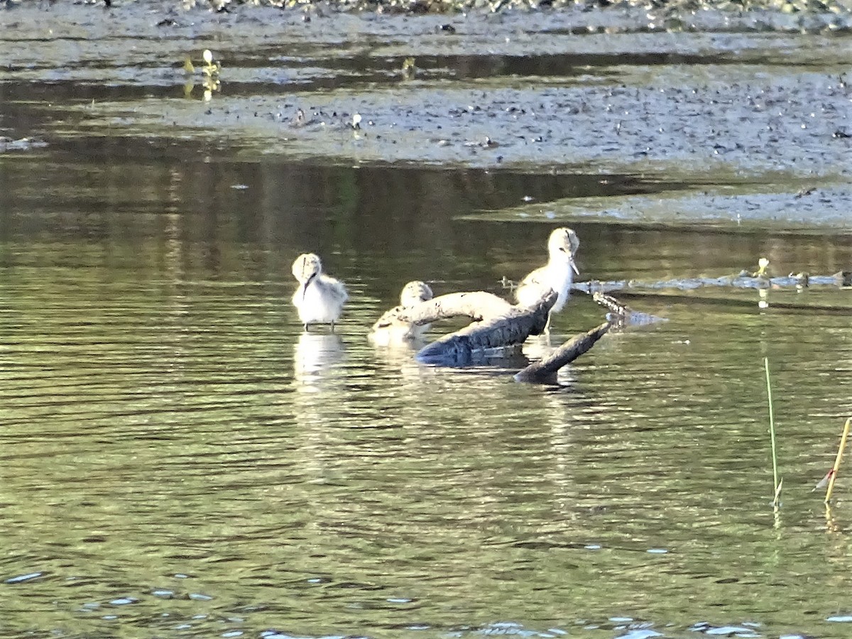 Pied Stilt - ML288661901