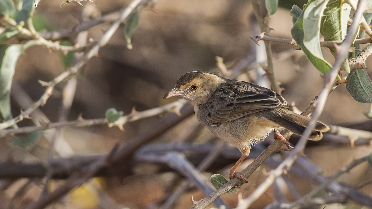 Rattling Cisticola - ML288665011