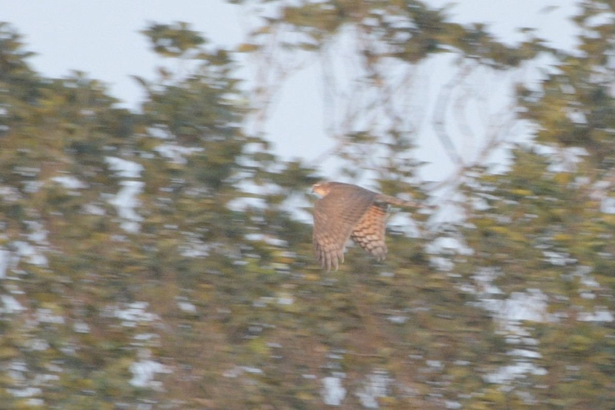 Eurasian Sparrowhawk - ML288665851