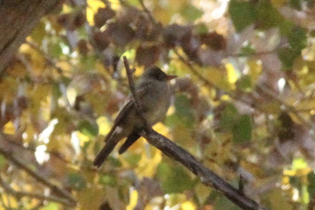 Greater Pewee - ML288667321