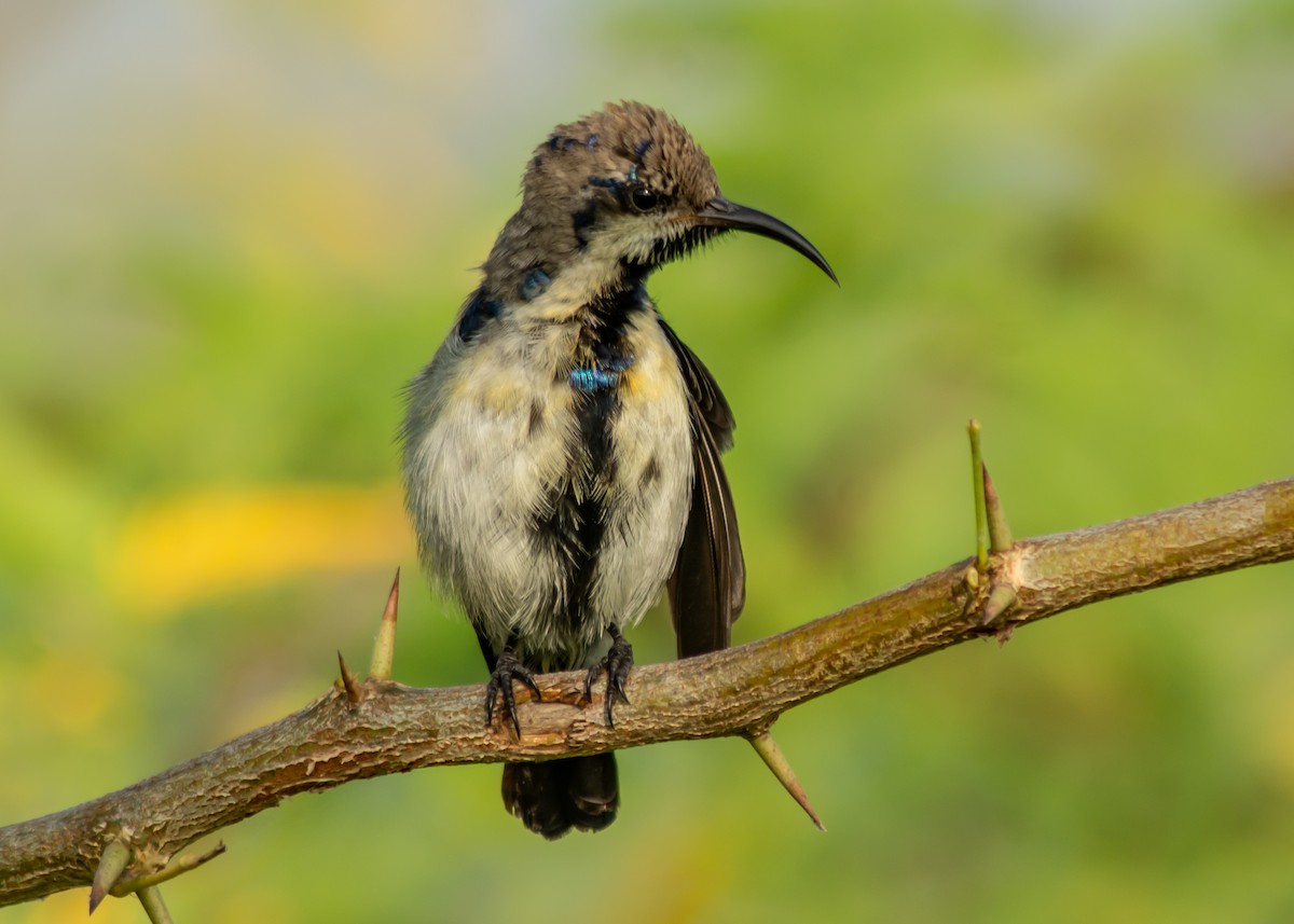 Purple Sunbird - Ramesh Desai