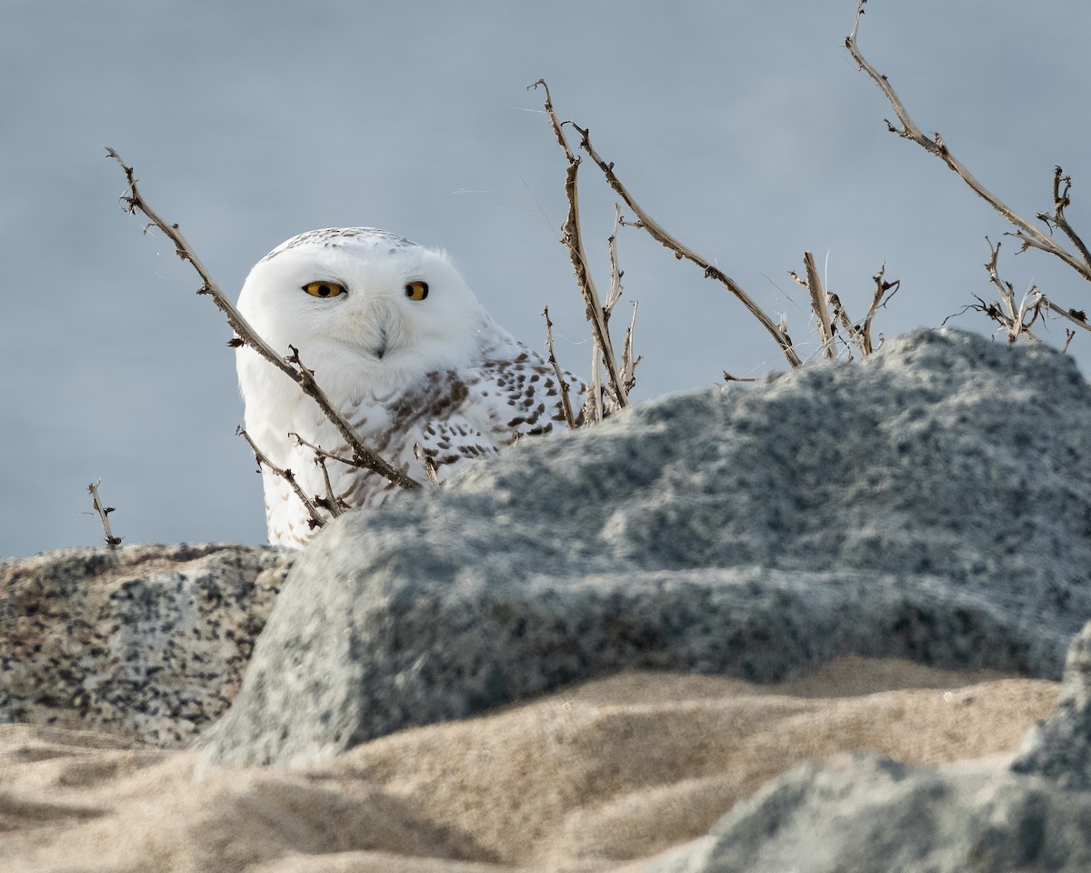 Snowy Owl - ML288673051