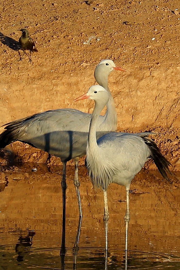 Blue Crane - ML288673901