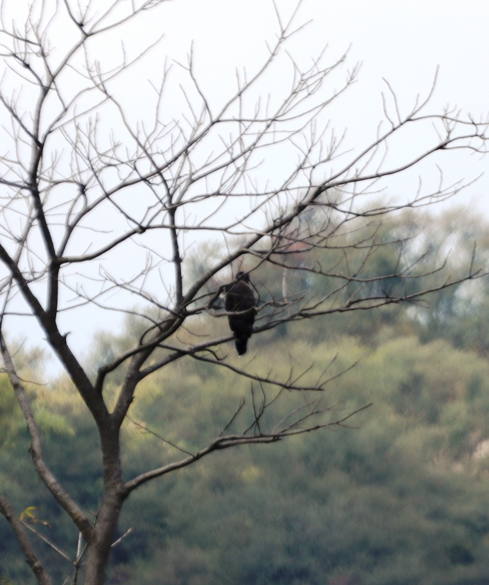 Haubenschlangenadler - ML288674171