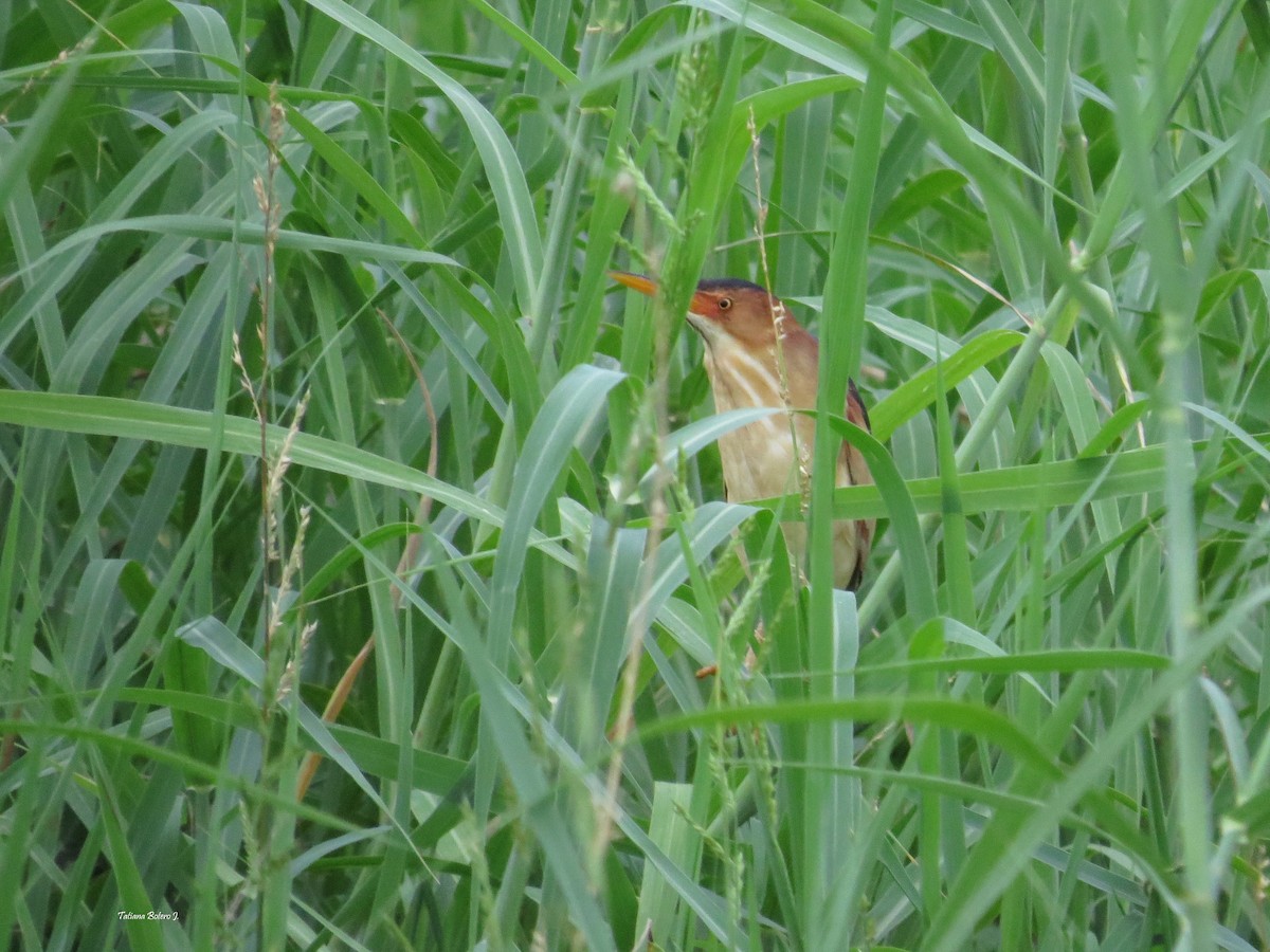 Least Bittern - ML28867441