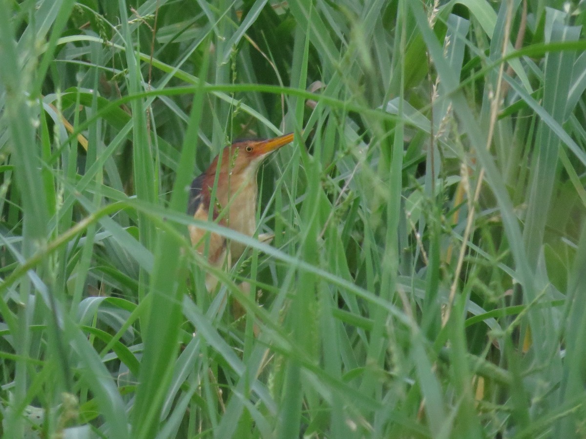 Least Bittern - ML28867451