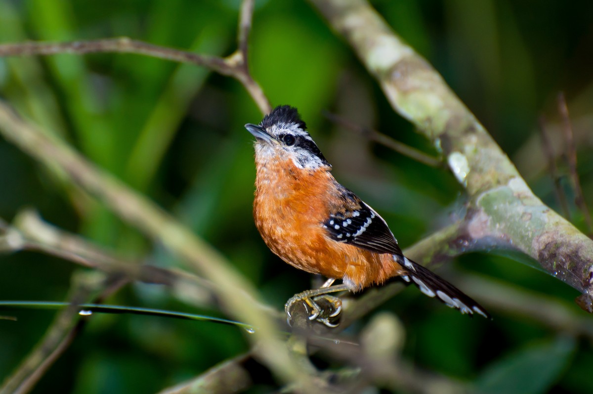 Ferruginous Antbird - Marcos Eugênio Birding Guide