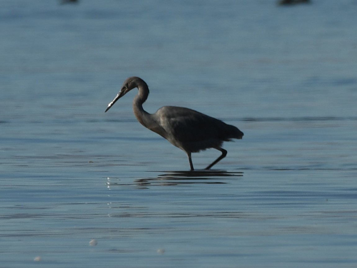 Reddish Egret - ML288677421