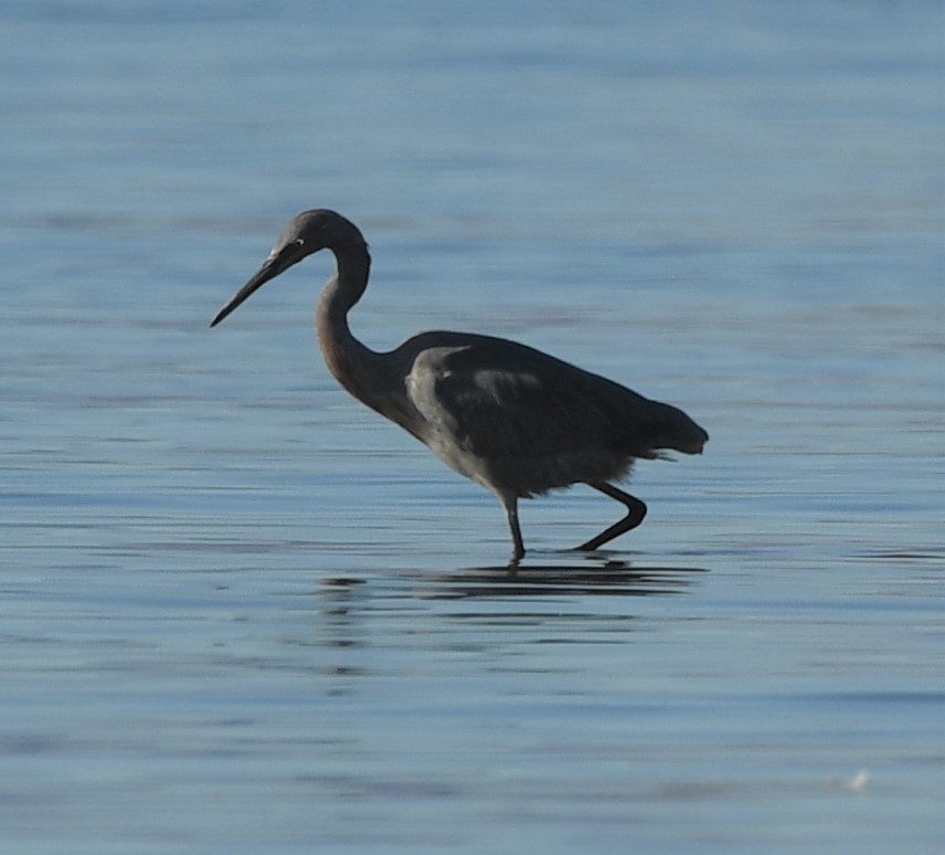 Reddish Egret - ML288677431