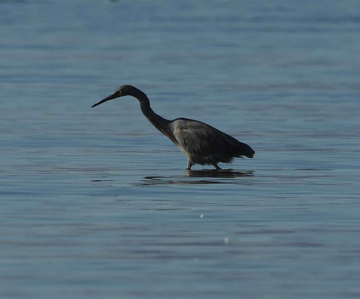 Reddish Egret - ML288677441