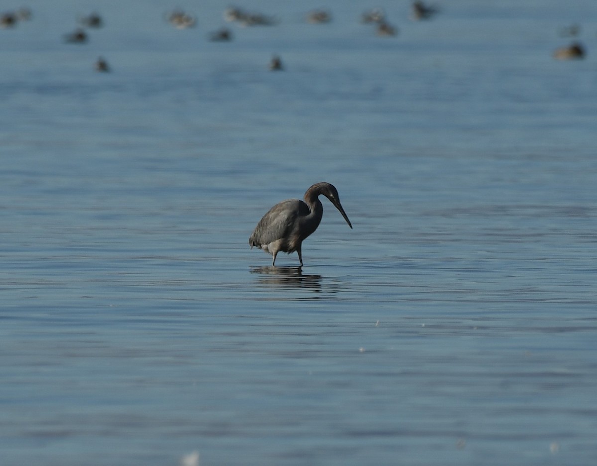 Reddish Egret - ML288677461