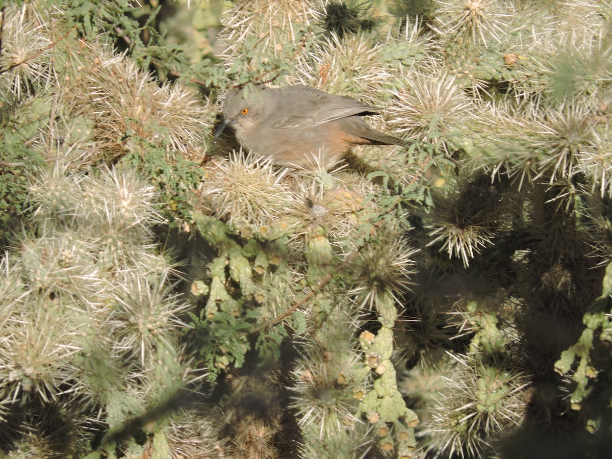 Curve-billed Thrasher - ML288678141