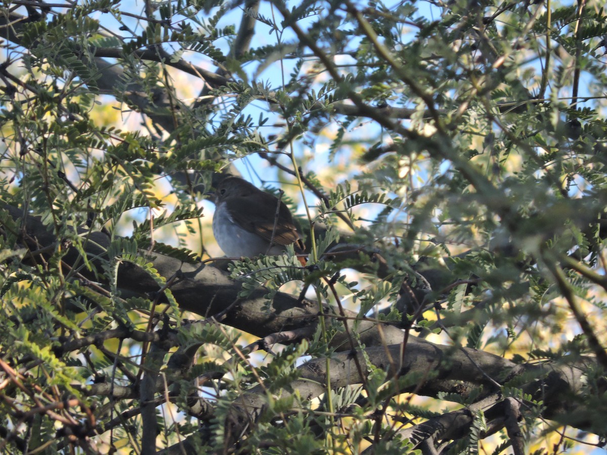 Hermit Thrush - ML288678191