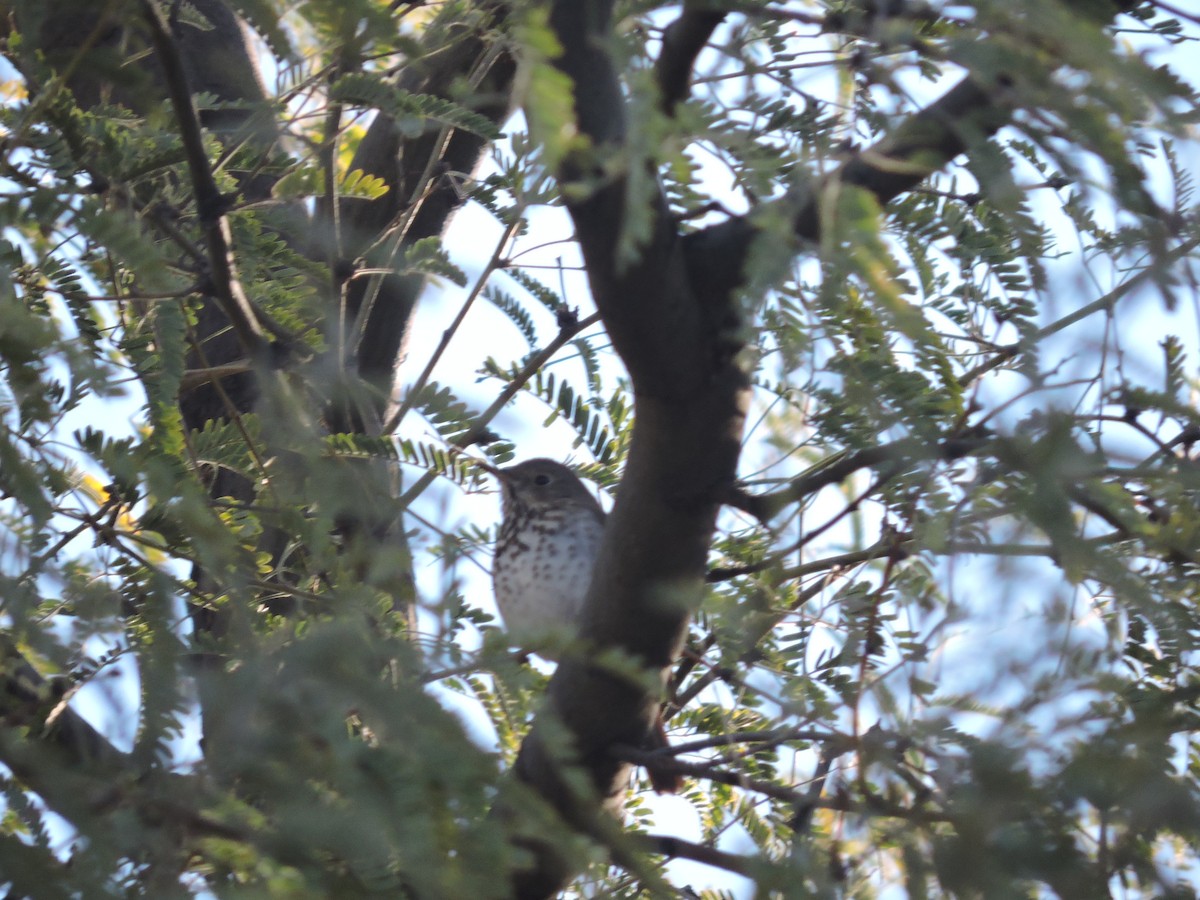 Hermit Thrush - ML288678231