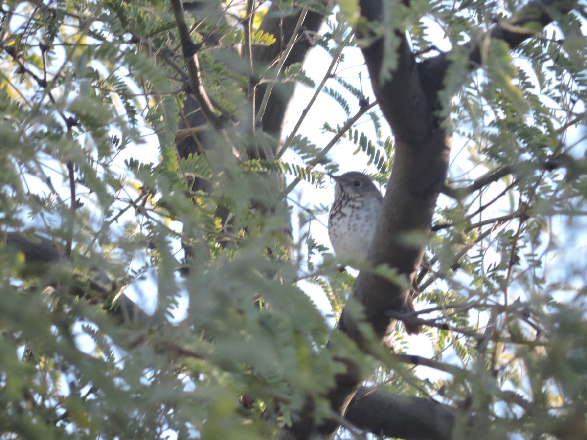 Hermit Thrush - ML288678251